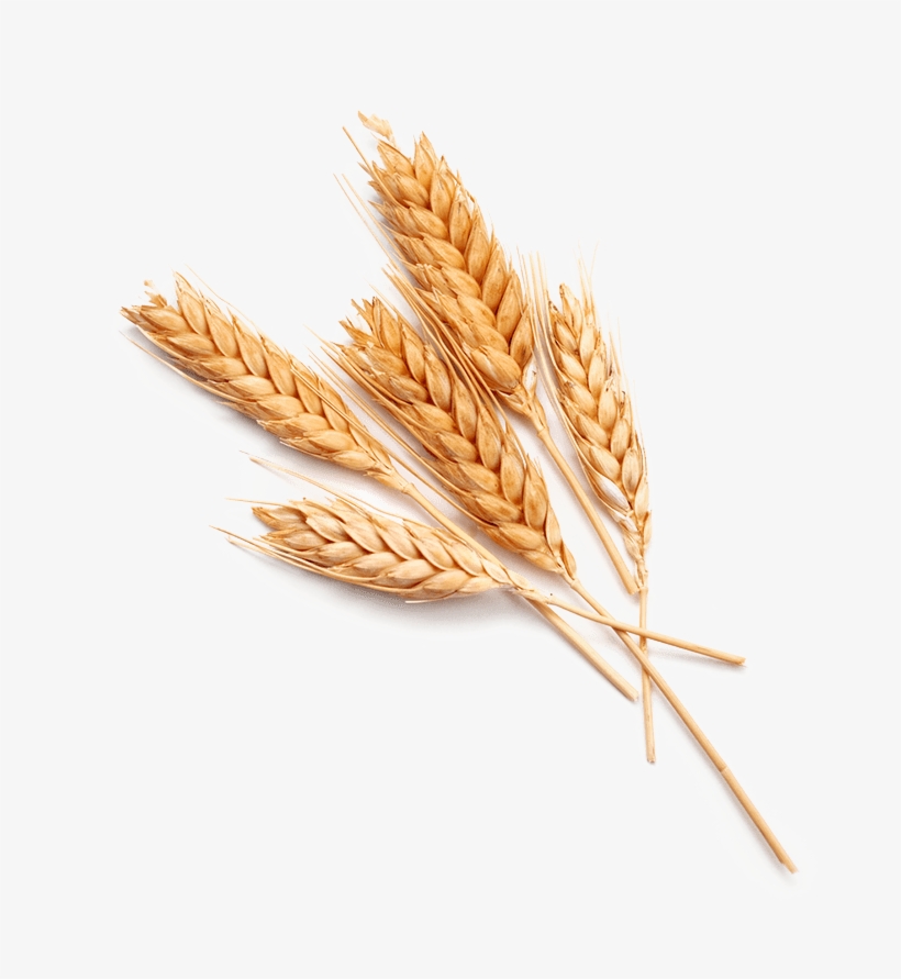 Wheat-food - Wheat Png, transparent png download