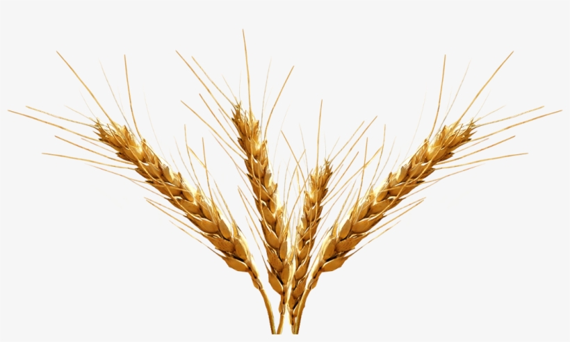 Barley Clipart Transparent - Barley Png, transparent png download