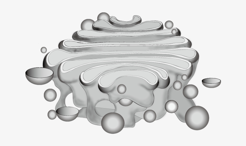 201601 Golgi Body - Golgi Body Clip Art, transparent png download