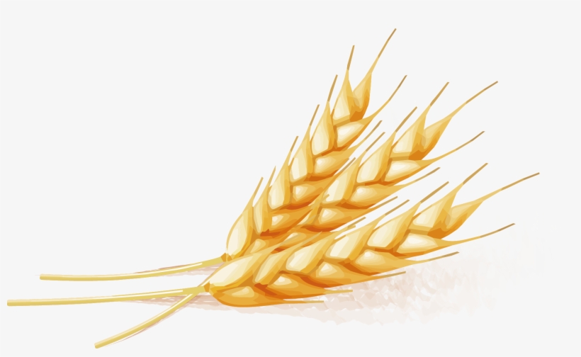 Wheat - Wheat Vector Free, transparent png download