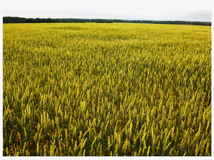 Stone House Farm Is Dedicated To Demonstrating A Viable - Agriculture, transparent png download