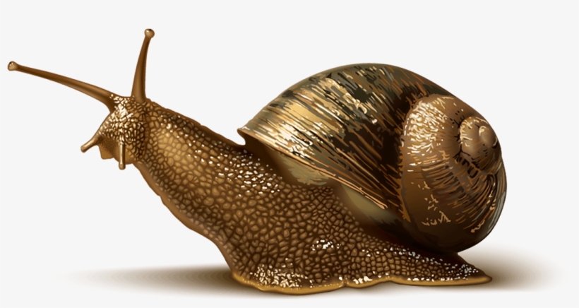Slug Image - Charmzone Feverlet Snail Cover Cc Cushion, transparent png download