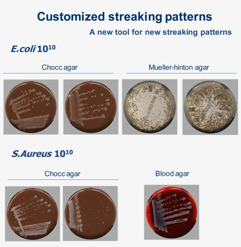 Results - Bacteria, transparent png download