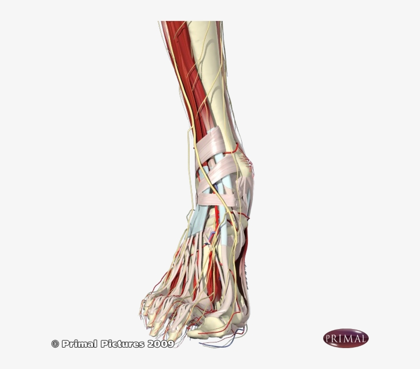 Front Medial Foot And Ankle - Medical Imaging, transparent png download