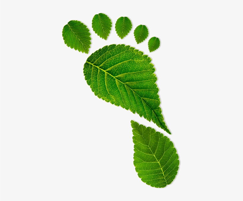 Green Initiatives - Detox Foot Pads - 100 Pads = 50 Day Supply By Organicguru, transparent png download