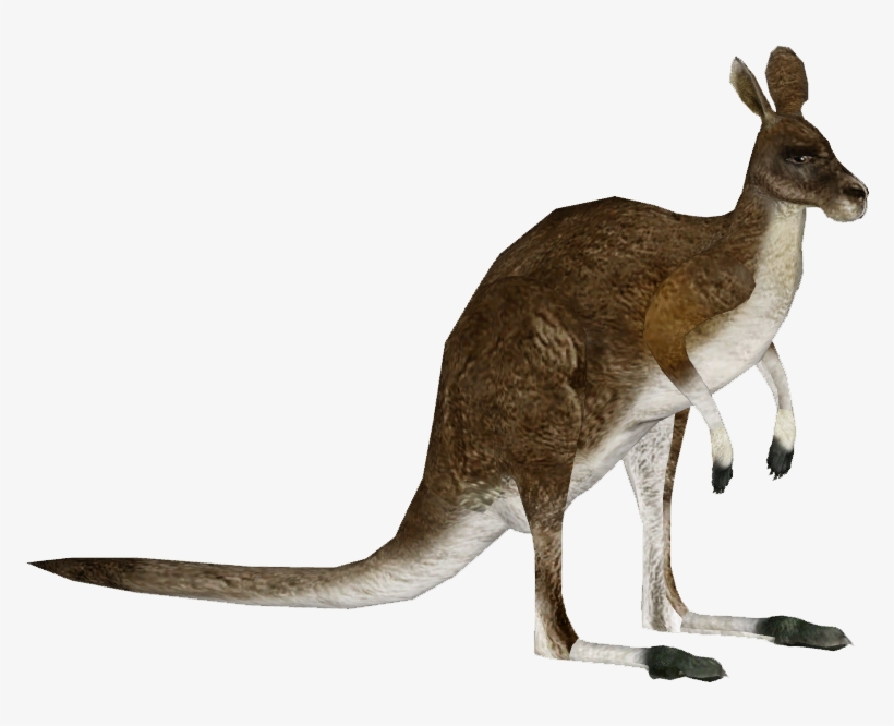 Giant Kangaroo F1 - Kangaroo, transparent png download