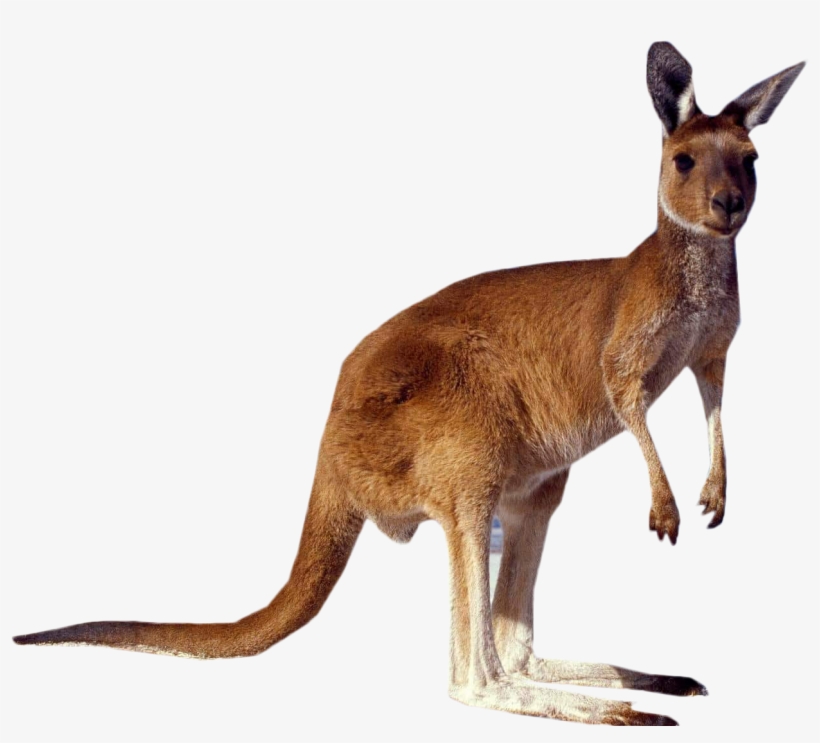 Kangaroo Standing Png Image - Kangaroo Png, transparent png download