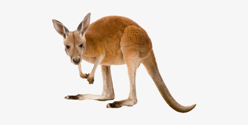 Svg Transparent Png Images All - Kangaroo Transparent, transparent png download