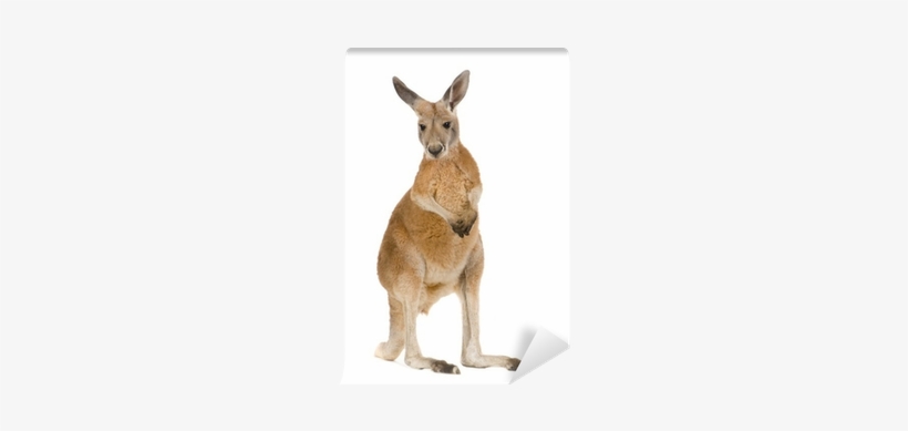 Young Red Kangaroo - Kangaroo Facts, transparent png download