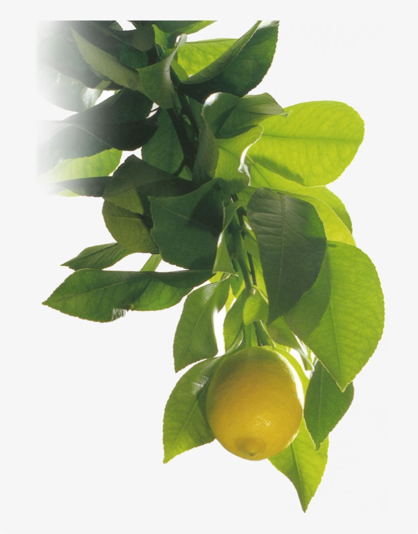Citromax, One Of The World's Premier Growers Of Lemons - Lemon, transparent png download