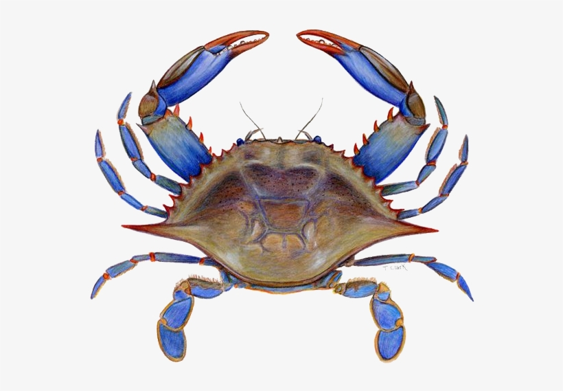 Crab Png Picture - Maryland Blue Crab Png, transparent png download