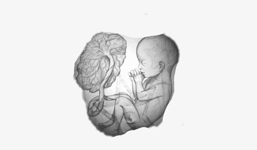 Fetus, transparent png download