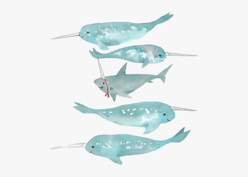 Narwhal Illustration - Shark Narwhal, transparent png download
