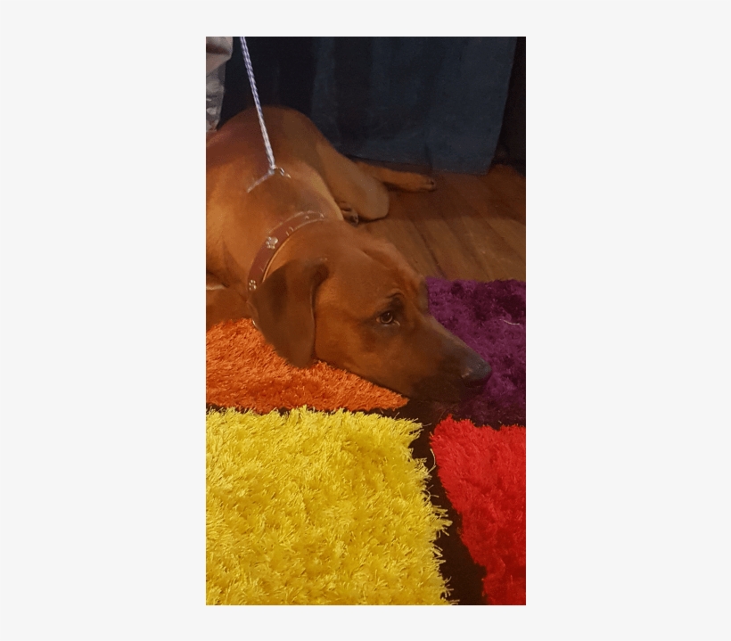 Photo Of Kuda - Companion Dog, transparent png download