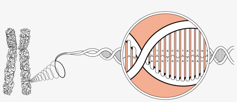 A Chromosome - Chromosome, transparent png download