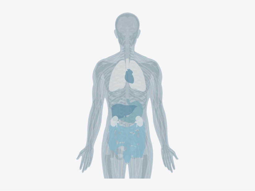Systems Of The Human Body - Vertebral Column, transparent png download