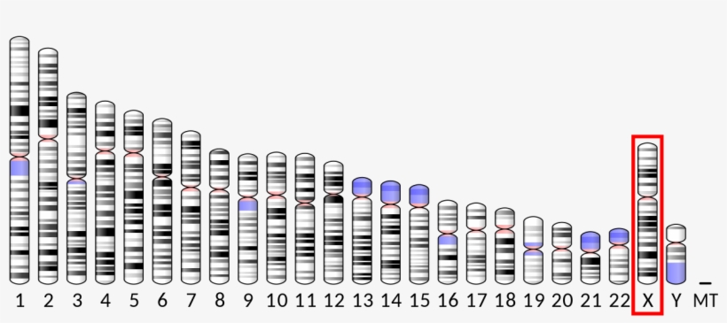 Ideogram Human Chromosome X - Chromosome Is Wilson's Disease Located, transparent png download