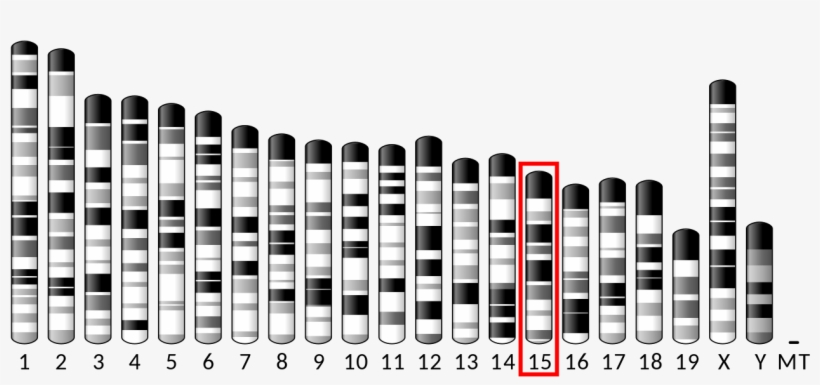 Ideogram House Mouse Chromosome - Mouse Chromosome 11 Gene, transparent png download