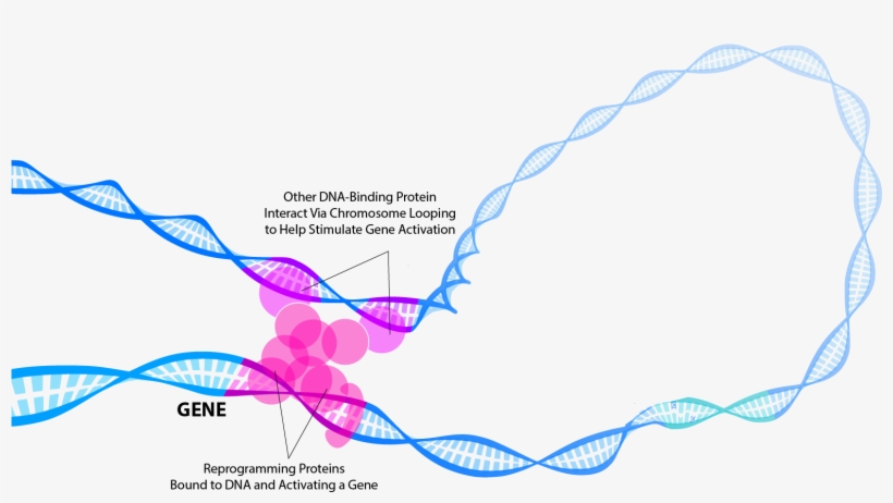 Staying In The Loop - Transcription Factor, transparent png download