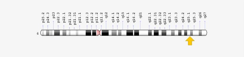 Related Information - Epm2a Gene, transparent png download