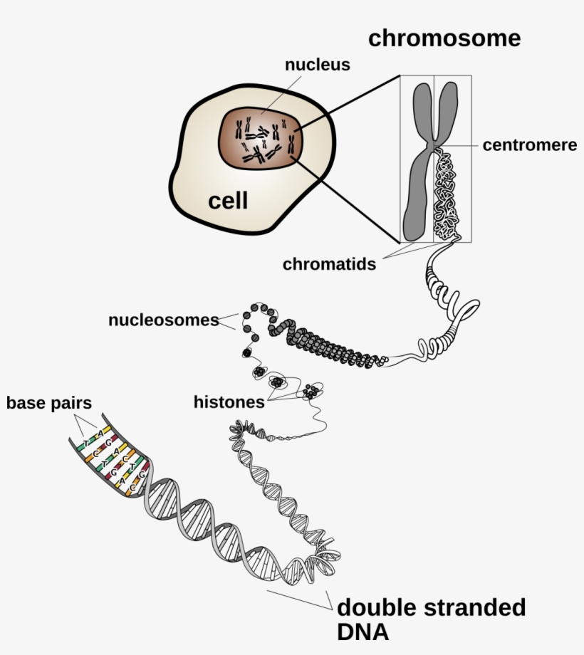 Chromosomal Features - Dna To Protein, transparent png download