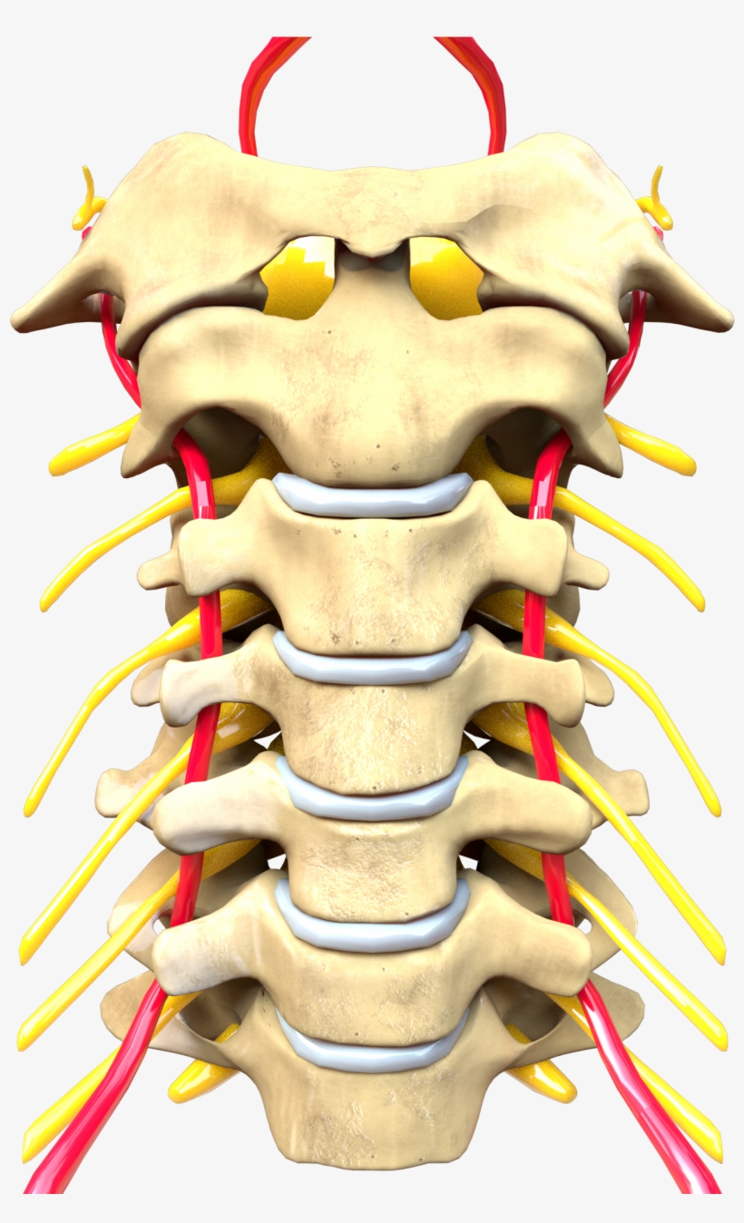 Cervical Spine Computer Generated Image - Wikimedia Commons, transparent png download