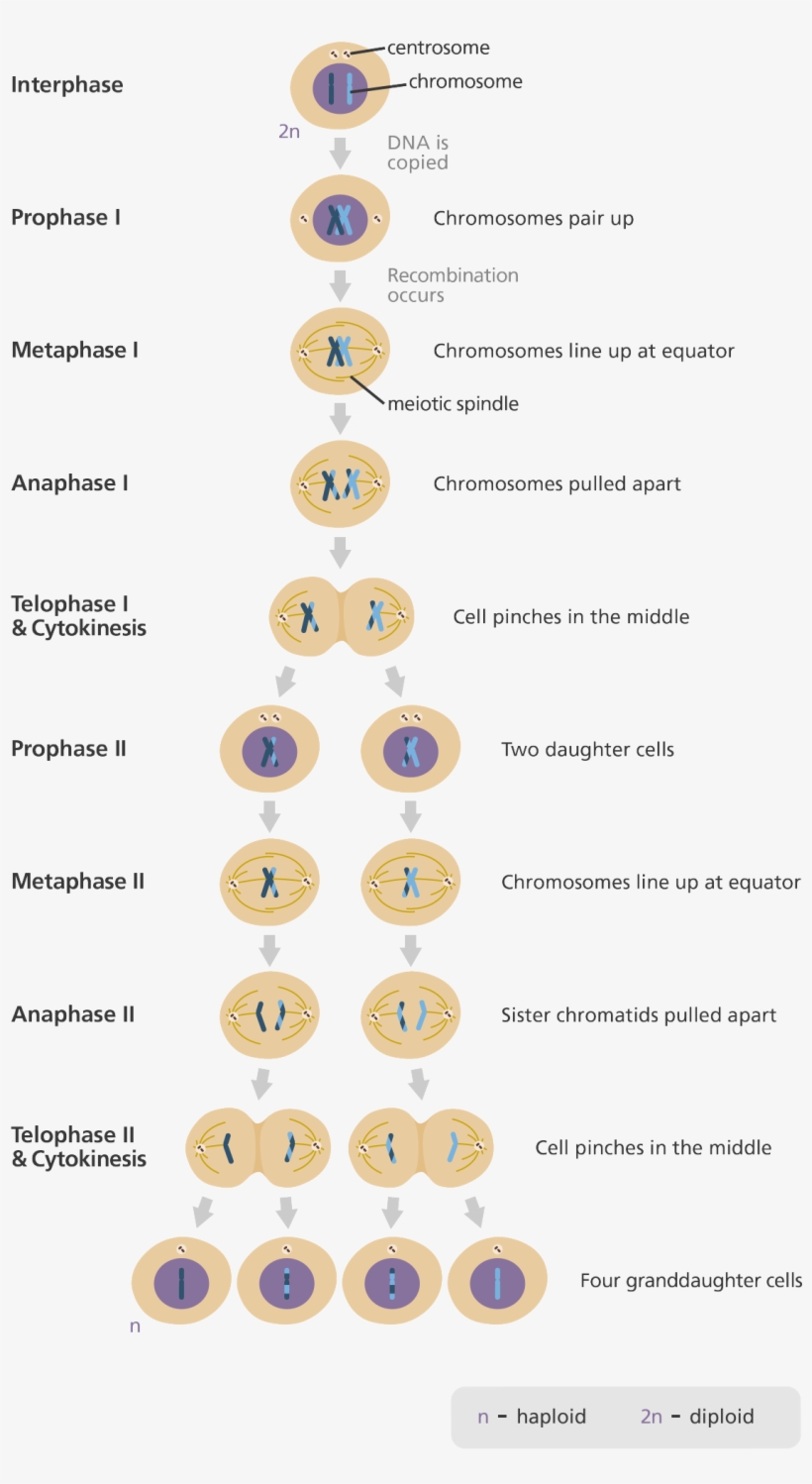 In Anaphase I Each Chromosome From The Pair Goes To 4n Mitosis Png Image Transparent Png Free Download On Seekpng