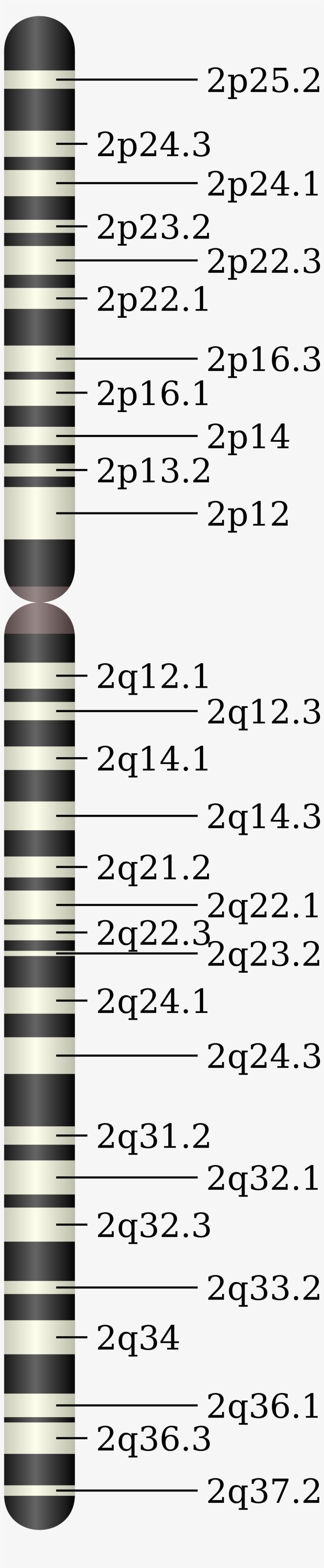 Chromosome - Chromosome 2q37, transparent png download