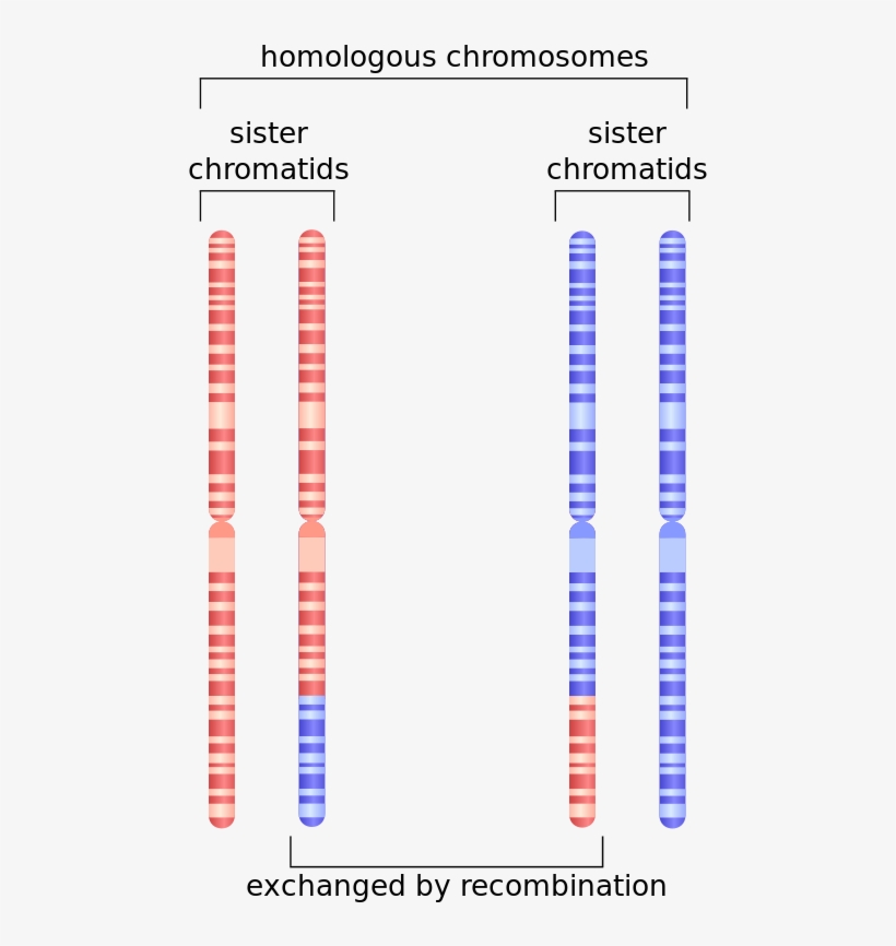 Depiction Of Chromosome 1 After Undergoing Homologous - Homologous Recombination Definition, transparent png download