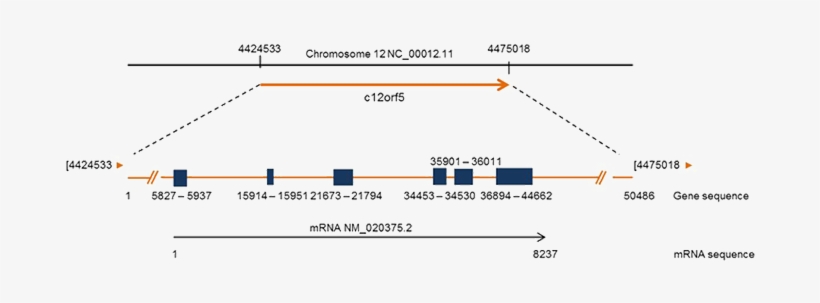 Schematic Representation Of Tigar Location In Chromosome - Open Reading Frame Structure, transparent png download