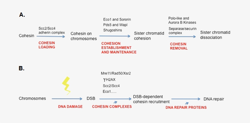 Chromatin Drawing Chromosome Sister Chromatids Banner - Relationship Between Chromatin Chromosomes Genes And, transparent png download