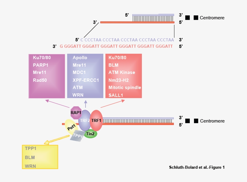 Chromosome Termini Ends With An Array Of Hexanucleotides - Telomeric Ends, transparent png download