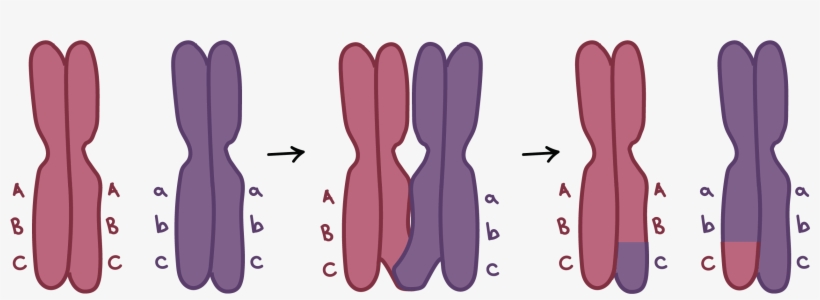 Picture Royalty Free Library Meiosis Cell Division - Crossing Over In Chromosomes, transparent png download