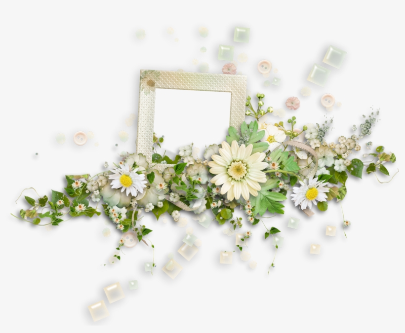 African Daisy, transparent png download