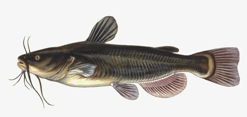 Black Bullhead Catfish, transparent png download