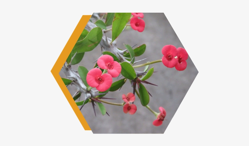 Corona De Espinas - Crown Of Thorns, transparent png download