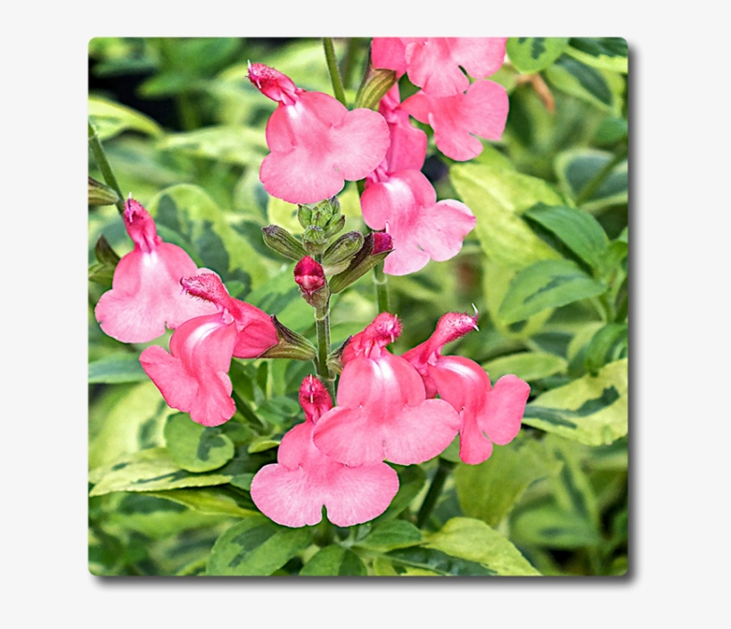 Salvia Solar Eclipse - Beardtongue, transparent png download