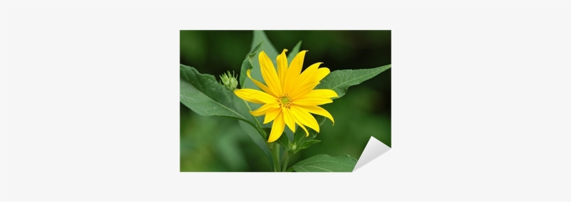 Helianthus Tuberosus L - Common Sunflower, transparent png download