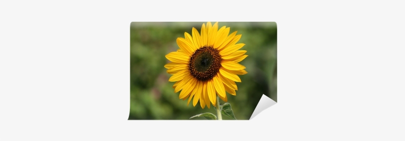 Metafora Energia Solar Energia Wall Mural • Pixers® - Sunflower, transparent png download