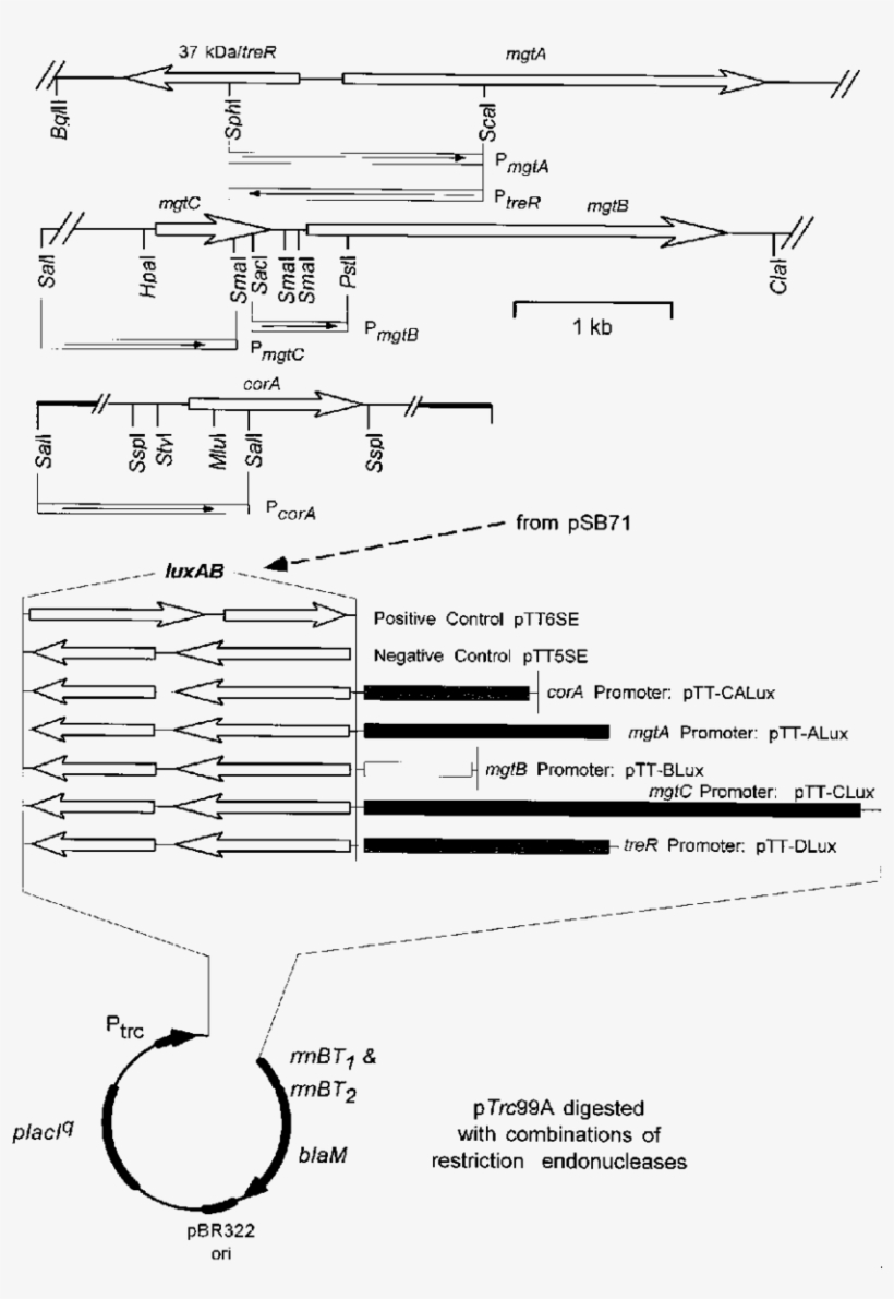 Construction Of The Ptt-lux Vectors For Determination - Diagram, transparent png download
