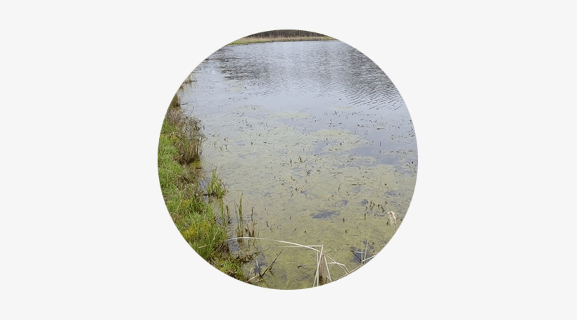 Are Your Aquatic Weeds Out Of Control - Lake, transparent png download