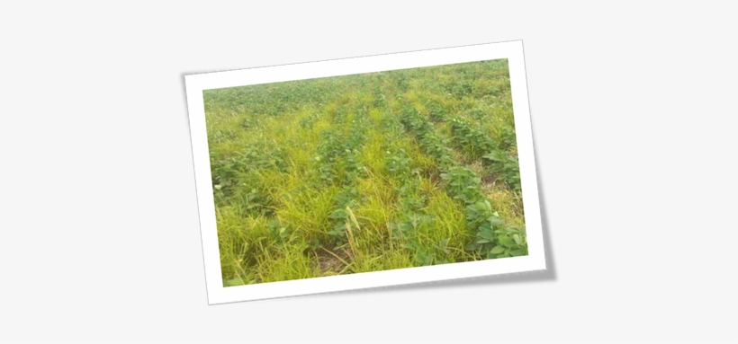 Herbicide Resistant Weeds - Grass, transparent png download