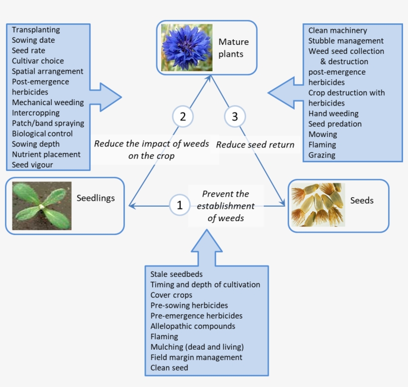 Integrated Weed Management Tactics May Affect One Or - Integrated Weed Management, transparent png download