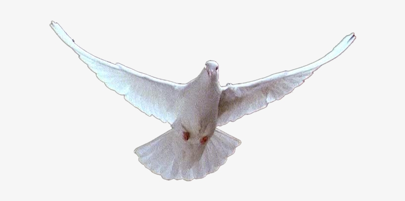 Levanto La Frente Y Digo - Paloma Blanca En Png, transparent png download