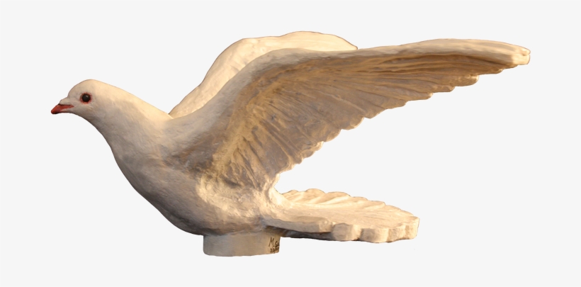 Paloma Rociera - Stock Dove, transparent png download
