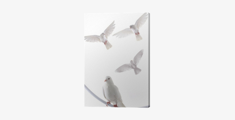 European Herring Gull, transparent png download