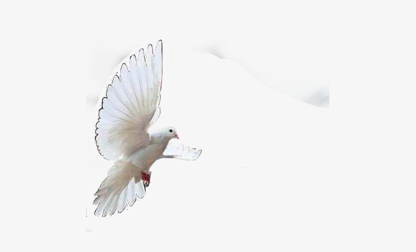 Holy Spirit In 365 Scriptures, transparent png download