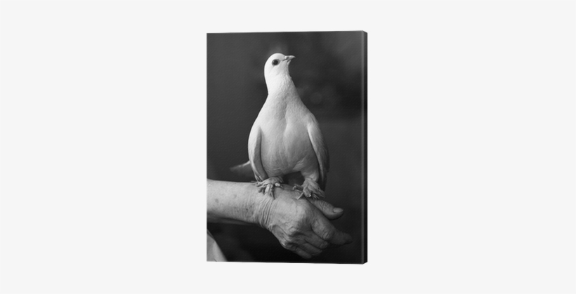 Cuadro En Lienzo Retrato De Paloma Blanca • Pixers® - Beyaz Güvercin Duvar Kağıtları, transparent png download