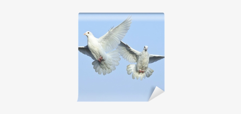Fotomural Paloma Blanca En Vuelo Libre Bajo El Cielo - Dreams Of Peace [book], transparent png download