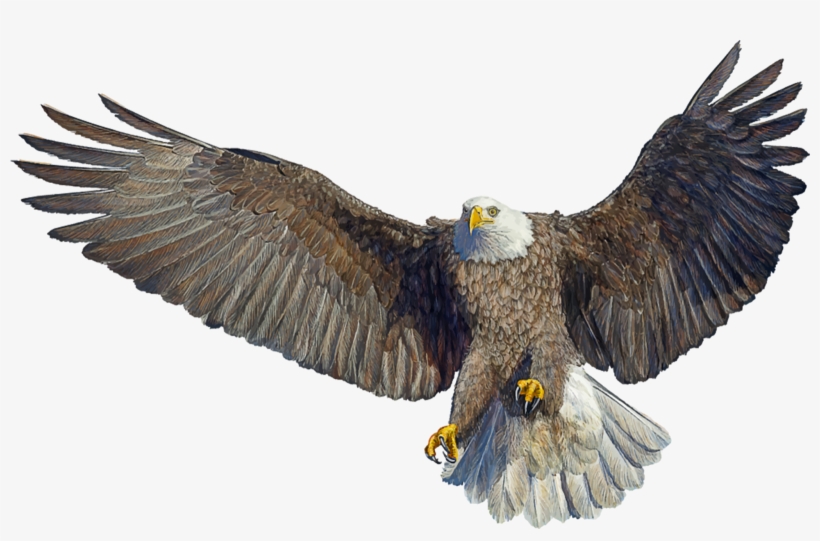 Imagens Alta Resolucao Borboletas 1920x1080 Download Hd Wallpaper Wallpapertip